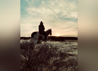 Mustang, Caballo castrado, 12 años, 152 cm, Alazán-tostado