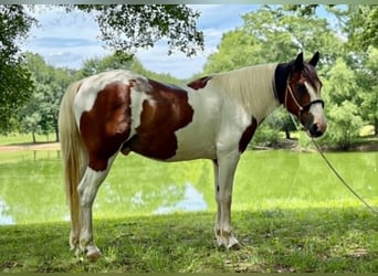Mustang, Caballo castrado, 12 años, 152 cm, Tobiano-todas las-capas