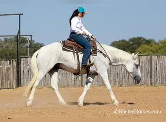 Mustang, Caballo castrado, 12 años, Tordo