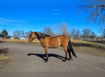 Mustang, Caballo castrado, 13 años, 157 cm, Bayo