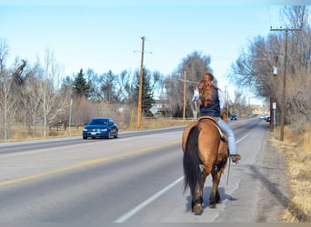 Mustang, Caballo castrado, 13 años, 157 cm, Bayo