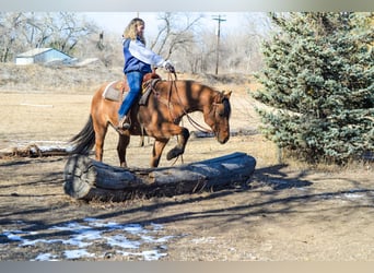 Mustang, Caballo castrado, 13 años, 157 cm, Bayo