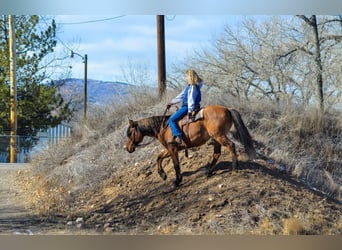 Mustang, Caballo castrado, 13 años, 157 cm, Bayo