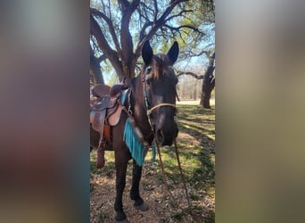 Mustang, Caballo castrado, 15 años, 142 cm, Negro