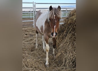 Mustang, Caballo castrado, 1 año, 145 cm, Tobiano-todas las-capas