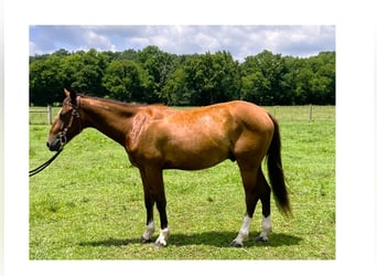Mustang, Caballo castrado, 2 años, 142 cm, Castaño rojizo
