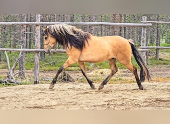 Mustang, Caballo castrado, 2 años, 150 cm, Bayo
