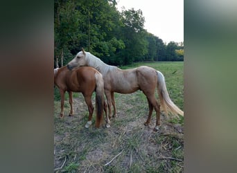 Mustang, Caballo castrado, 2 años, 150 cm