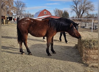 Mustang, Caballo castrado, 2 años, 152 cm, Atigrado/Moteado