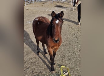 Mustang, Caballo castrado, 2 años, 152 cm, Atigrado/Moteado