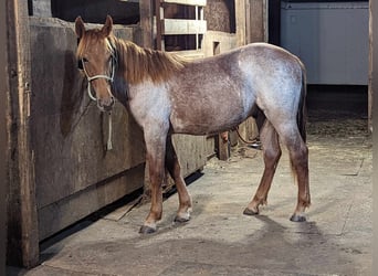 Mustang, Caballo castrado, 2 años, 158 cm, Ruano alazán