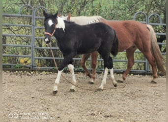 Mustang Mestizo, Caballo castrado, 2 años, 160 cm, Tobiano-todas las-capas