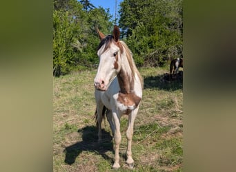 Mustang, Caballo castrado, 2 años, Pío