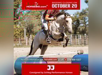 Mustang, Caballo castrado, 3 años, 137 cm, Buckskin/Bayo