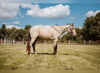 Mustang, Caballo castrado, 3 años, 137 cm, Buckskin/Bayo