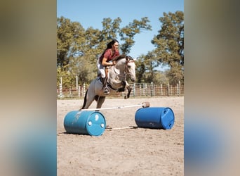 Mustang, Caballo castrado, 3 años, 137 cm, Buckskin/Bayo