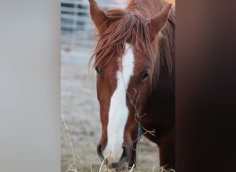 Mustang, Caballo castrado, 3 años, 148 cm, Alazán