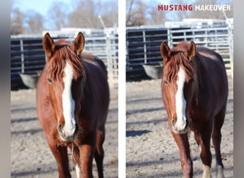 Mustang, Caballo castrado, 3 años, 148 cm, Alazán