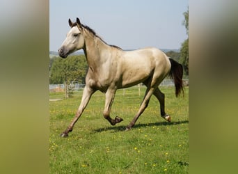 Mustang, Caballo castrado, 3 años, 148 cm, Buckskin/Bayo