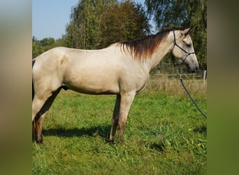 Mustang, Caballo castrado, 3 años, 148 cm, Buckskin/Bayo