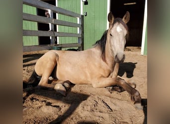 Mustang, Caballo castrado, 3 años, 148 cm, Buckskin/Bayo