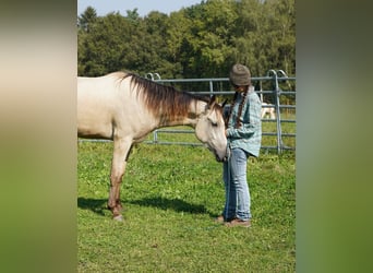 Mustang, Caballo castrado, 3 años, 148 cm, Buckskin/Bayo