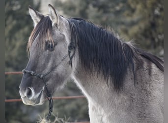 Mustang, Caballo castrado, 3 años, 153 cm, Grullo