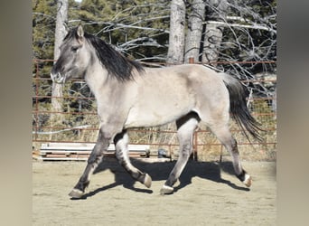 Mustang, Caballo castrado, 3 años, 153 cm, Grullo