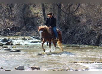 Mustang, Caballo castrado, 4 años, 142 cm, Alazán-tostado