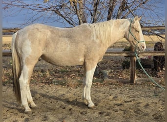Mustang, Caballo castrado, 4 años, 145 cm, Pío