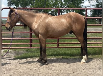 Mustang, Caballo castrado, 4 años, 147 cm, Buckskin/Bayo