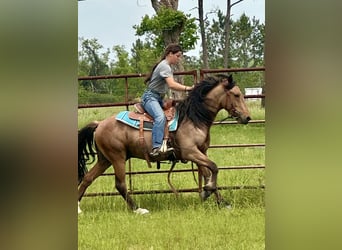 Mustang, Caballo castrado, 4 años, 147 cm, Buckskin/Bayo
