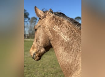 Mustang, Caballo castrado, 4 años, 147 cm, Buckskin/Bayo