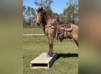 Mustang, Caballo castrado, 4 años, 147 cm, Buckskin/Bayo