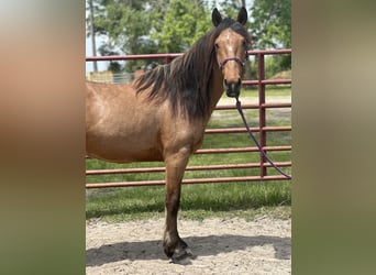 Mustang, Caballo castrado, 4 años, 147 cm, Buckskin/Bayo