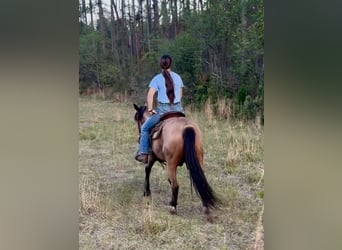 Mustang, Caballo castrado, 4 años, 147 cm, Buckskin/Bayo