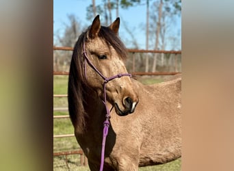 Mustang, Caballo castrado, 4 años, 147 cm, Buckskin/Bayo