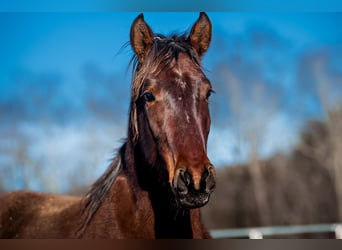 Mustang, Caballo castrado, 4 años, 147 cm, Castaño