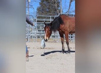 Mustang, Caballo castrado, 4 años, 147 cm, Castaño