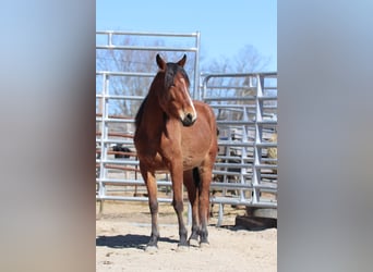 Mustang, Caballo castrado, 4 años, 147 cm, Castaño