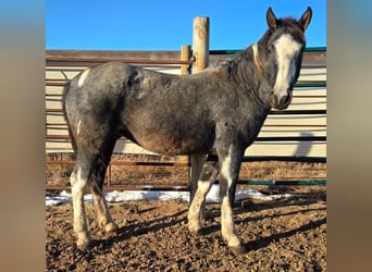 Mustang, Caballo castrado, 4 años, 149 cm, Ruano azulado