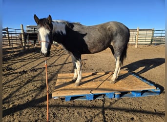 Mustang, Caballo castrado, 4 años, 149 cm, Ruano azulado