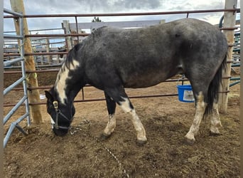 Mustang, Caballo castrado, 4 años, 149 cm, Ruano azulado