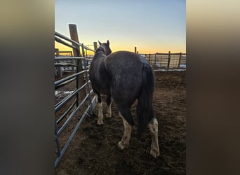 Mustang, Caballo castrado, 4 años, 149 cm, Ruano azulado