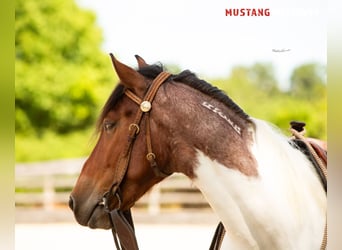 Mustang, Caballo castrado, 4 años, 150 cm, Pío