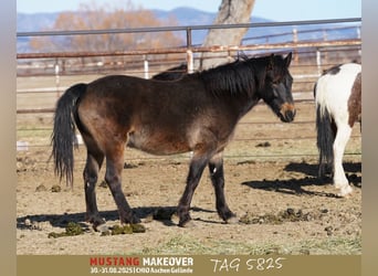 Mustang, Caballo castrado, 4 años, 151 cm, Buckskin/Bayo