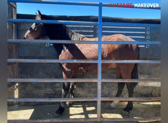 Mustang, Caballo castrado, 4 años, 153 cm, Castaño oscuro