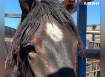 Mustang, Caballo castrado, 4 años, 153 cm, Castaño oscuro