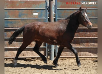 Mustang, Caballo castrado, 4 años, 153 cm, Castaño oscuro