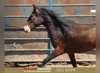 Mustang, Caballo castrado, 4 años, 153 cm, Castaño oscuro